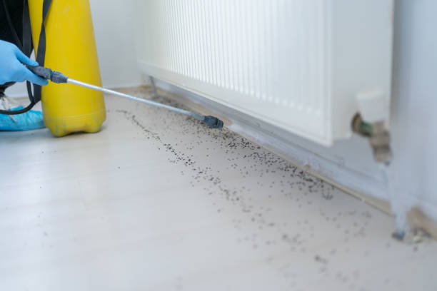Best Wasp Removal Services  in Thorntown, IN